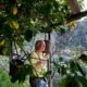 Lemon Orchard
